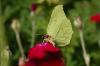 247156 – Photo : Lidine – France (67)